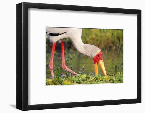 Yellow-Billed Stork Feeding in a Backwater of the Rufiji River, Selous Game Reserve, Tanzania-William Gray-Framed Photographic Print