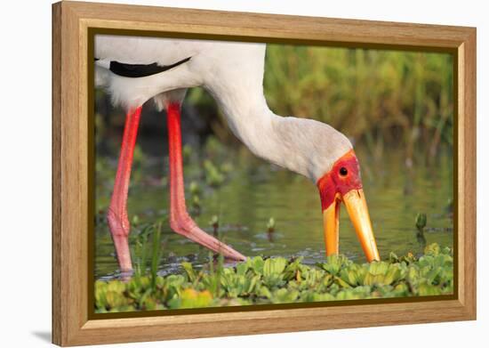 Yellow-Billed Stork Feeding in a Backwater of the Rufiji River, Selous Game Reserve, Tanzania-William Gray-Framed Premier Image Canvas