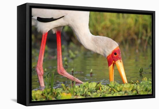 Yellow-Billed Stork Feeding in a Backwater of the Rufiji River, Selous Game Reserve, Tanzania-William Gray-Framed Premier Image Canvas