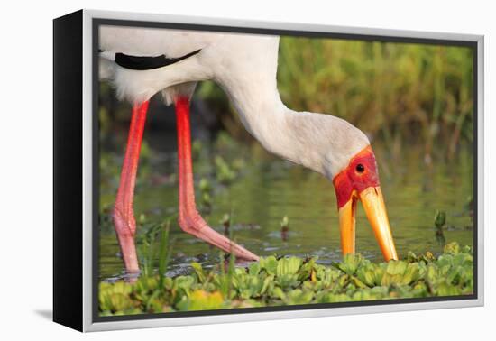 Yellow-Billed Stork Feeding in a Backwater of the Rufiji River, Selous Game Reserve, Tanzania-William Gray-Framed Premier Image Canvas