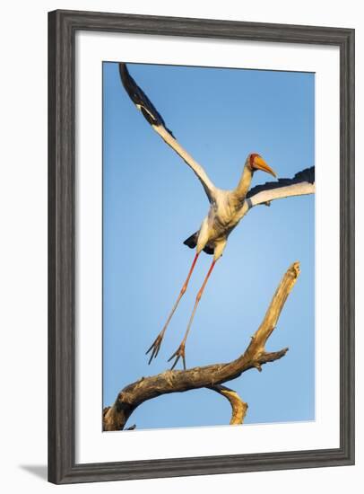 Yellow Billed Stork, Moremi Game Reserve, Botswana-Paul Souders-Framed Photographic Print