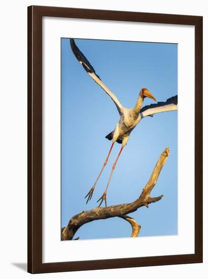 Yellow Billed Stork, Moremi Game Reserve, Botswana-Paul Souders-Framed Photographic Print