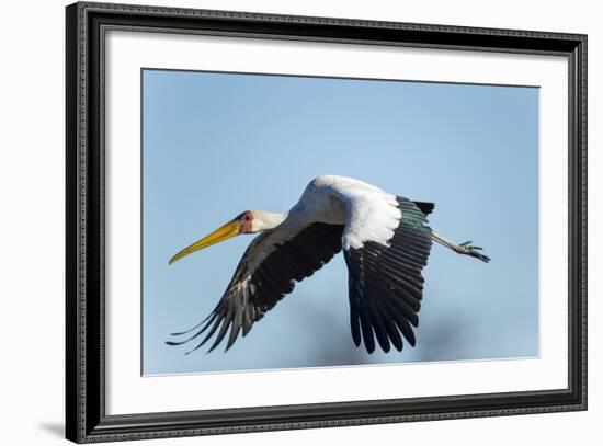 Yellow Billed Stork, Moremi Game Reserve, Botswana-Paul Souders-Framed Photographic Print