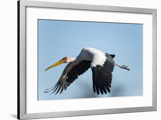 Yellow Billed Stork, Moremi Game Reserve, Botswana-Paul Souders-Framed Photographic Print