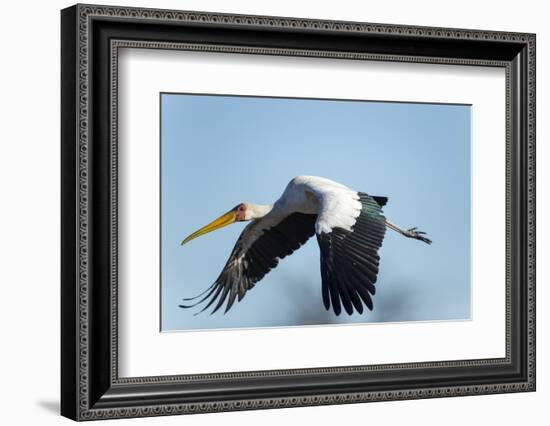 Yellow Billed Stork, Moremi Game Reserve, Botswana-Paul Souders-Framed Photographic Print