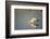 Yellow Billed Stork, Moremi Game Reserve, Botswana-Paul Souders-Framed Photographic Print