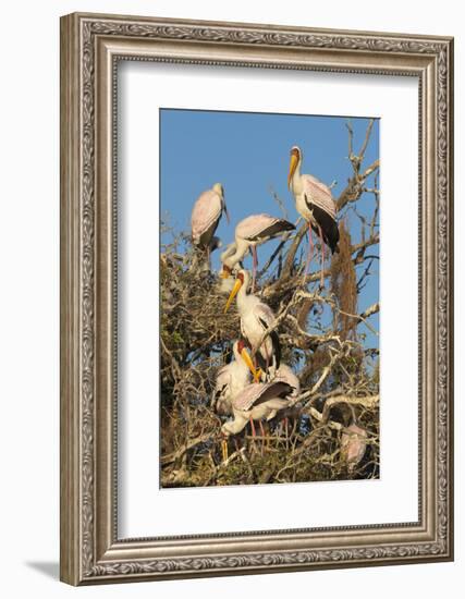 Yellow-billed stork (Mycteria ibis) at nesting colony, Chobe River, Botswana, Africa-Ann and Steve Toon-Framed Photographic Print