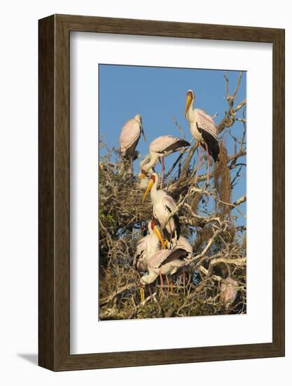 Yellow-billed stork (Mycteria ibis) at nesting colony, Chobe River, Botswana, Africa-Ann and Steve Toon-Framed Photographic Print