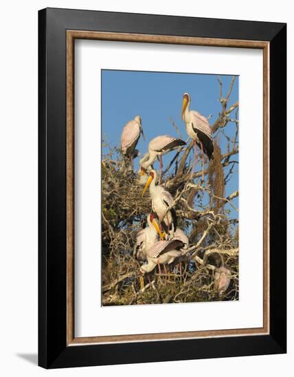 Yellow-billed stork (Mycteria ibis) at nesting colony, Chobe River, Botswana, Africa-Ann and Steve Toon-Framed Photographic Print