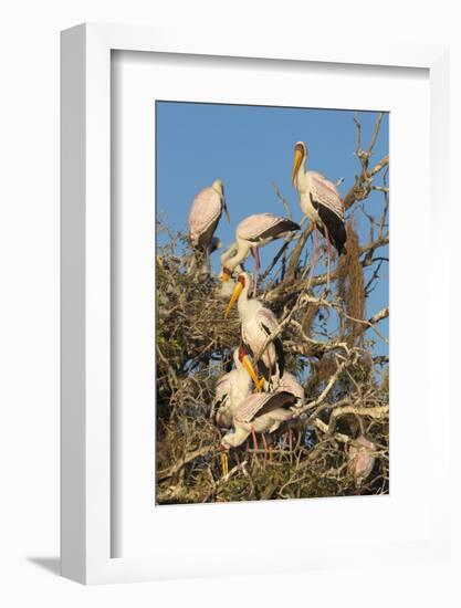 Yellow-billed stork (Mycteria ibis) at nesting colony, Chobe River, Botswana, Africa-Ann and Steve Toon-Framed Photographic Print