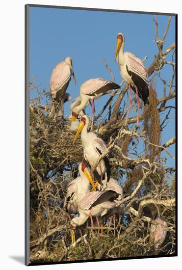 Yellow-billed stork (Mycteria ibis) at nesting colony, Chobe River, Botswana, Africa-Ann and Steve Toon-Mounted Photographic Print