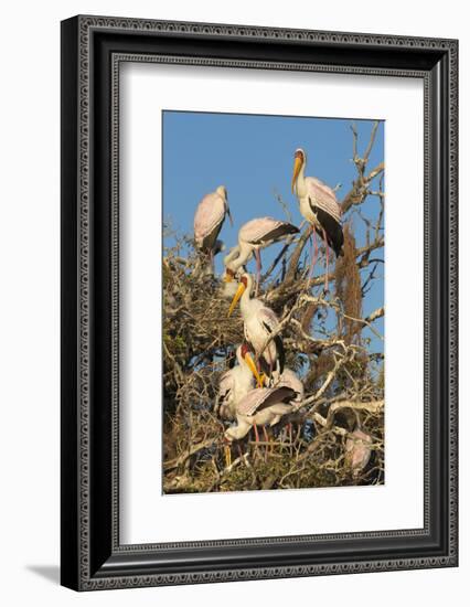 Yellow-billed stork (Mycteria ibis) at nesting colony, Chobe River, Botswana, Africa-Ann and Steve Toon-Framed Photographic Print