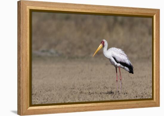 Yellow-billed stork (Mycteria ibis), Moremi Game Reserve, Okavango Delta, Botswana, Africa-Sergio Pitamitz-Framed Premier Image Canvas