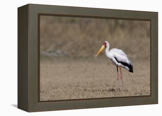 Yellow-billed stork (Mycteria ibis), Moremi Game Reserve, Okavango Delta, Botswana, Africa-Sergio Pitamitz-Framed Premier Image Canvas