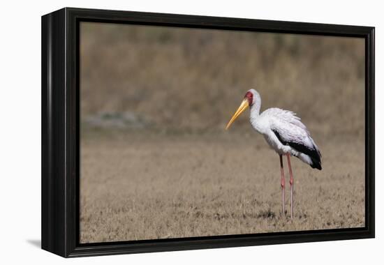 Yellow-billed stork (Mycteria ibis), Moremi Game Reserve, Okavango Delta, Botswana, Africa-Sergio Pitamitz-Framed Premier Image Canvas
