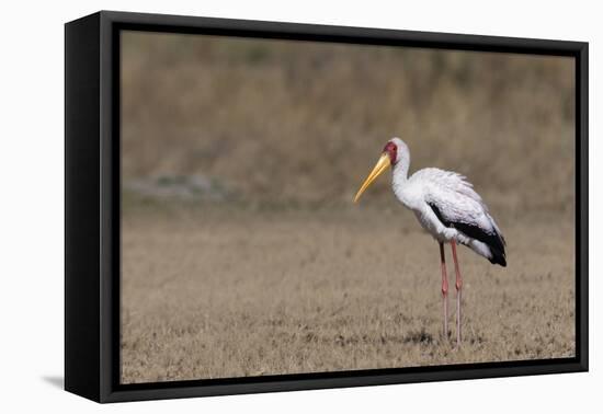 Yellow-billed stork (Mycteria ibis), Moremi Game Reserve, Okavango Delta, Botswana, Africa-Sergio Pitamitz-Framed Premier Image Canvas