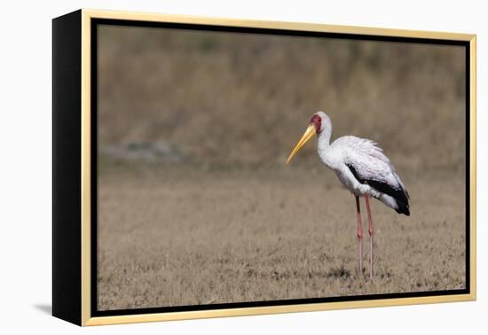 Yellow-billed stork (Mycteria ibis), Moremi Game Reserve, Okavango Delta, Botswana, Africa-Sergio Pitamitz-Framed Premier Image Canvas