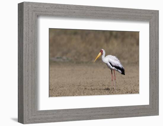 Yellow-billed stork (Mycteria ibis), Moremi Game Reserve, Okavango Delta, Botswana, Africa-Sergio Pitamitz-Framed Photographic Print