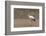 Yellow-billed stork (Mycteria ibis), Moremi Game Reserve, Okavango Delta, Botswana, Africa-Sergio Pitamitz-Framed Photographic Print