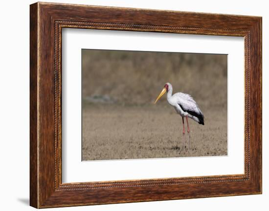 Yellow-billed stork (Mycteria ibis), Moremi Game Reserve, Okavango Delta, Botswana, Africa-Sergio Pitamitz-Framed Photographic Print