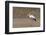 Yellow-billed stork (Mycteria ibis), Moremi Game Reserve, Okavango Delta, Botswana, Africa-Sergio Pitamitz-Framed Photographic Print