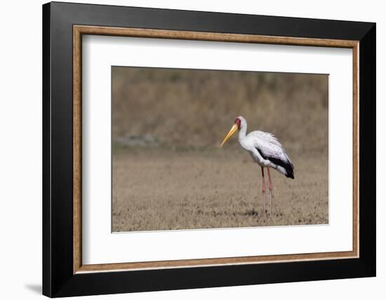 Yellow-billed stork (Mycteria ibis), Moremi Game Reserve, Okavango Delta, Botswana, Africa-Sergio Pitamitz-Framed Photographic Print