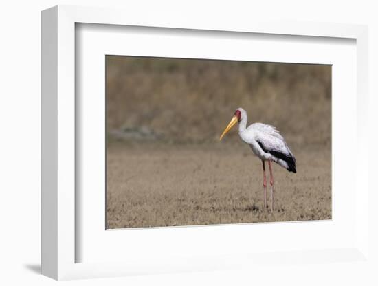 Yellow-billed stork (Mycteria ibis), Moremi Game Reserve, Okavango Delta, Botswana, Africa-Sergio Pitamitz-Framed Photographic Print