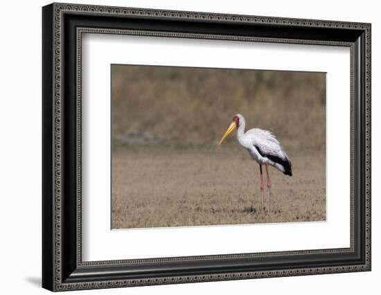 Yellow-billed stork (Mycteria ibis), Moremi Game Reserve, Okavango Delta, Botswana, Africa-Sergio Pitamitz-Framed Photographic Print