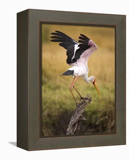 Yellow-Billed Stork Readying for Flight, Maasai Mara, Kenya-Joe Restuccia III-Framed Premier Image Canvas