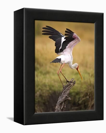 Yellow-Billed Stork Readying for Flight, Maasai Mara, Kenya-Joe Restuccia III-Framed Premier Image Canvas