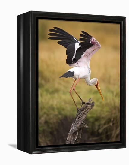 Yellow-Billed Stork Readying for Flight, Maasai Mara, Kenya-Joe Restuccia III-Framed Premier Image Canvas