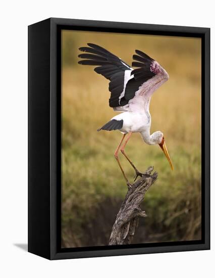 Yellow-Billed Stork Readying for Flight, Maasai Mara, Kenya-Joe Restuccia III-Framed Premier Image Canvas