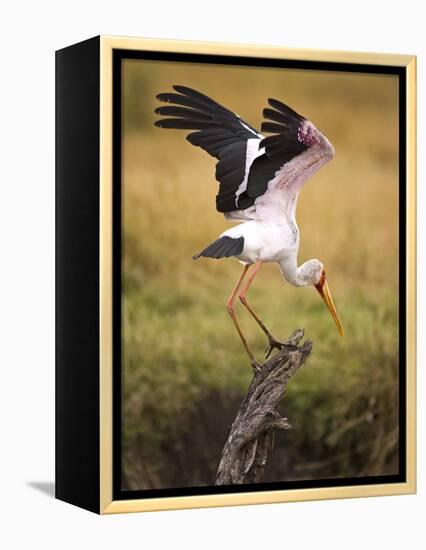 Yellow-Billed Stork Readying for Flight, Maasai Mara, Kenya-Joe Restuccia III-Framed Premier Image Canvas