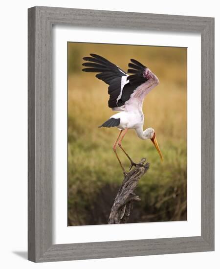 Yellow-Billed Stork Readying for Flight, Maasai Mara, Kenya-Joe Restuccia III-Framed Photographic Print