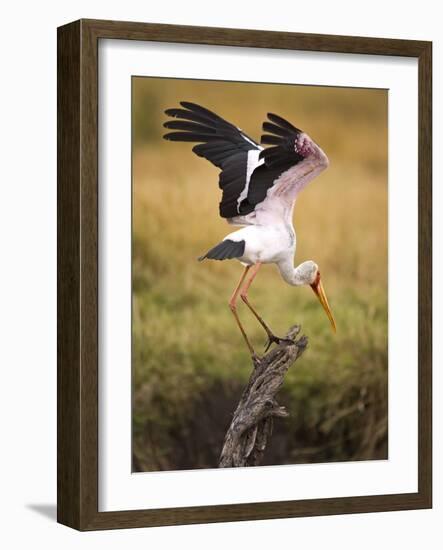 Yellow-Billed Stork Readying for Flight, Maasai Mara, Kenya-Joe Restuccia III-Framed Photographic Print