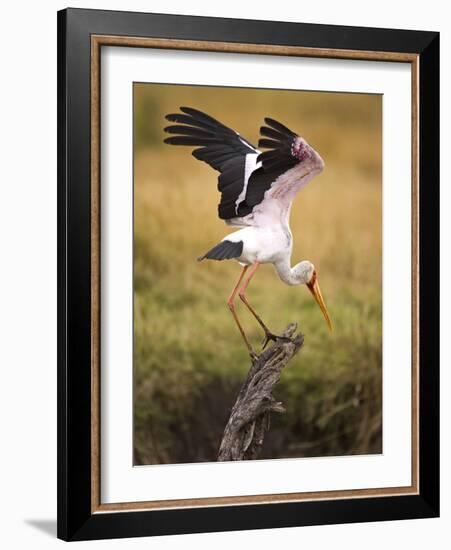 Yellow-Billed Stork Readying for Flight, Maasai Mara, Kenya-Joe Restuccia III-Framed Photographic Print