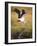 Yellow-Billed Stork Readying for Flight, Maasai Mara, Kenya-Joe Restuccia III-Framed Photographic Print