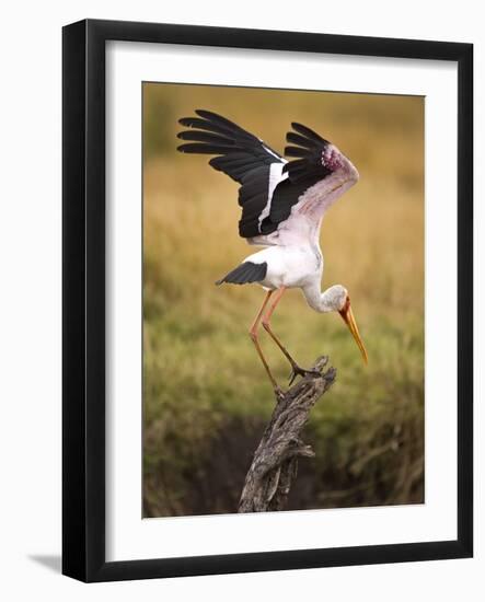 Yellow-Billed Stork Readying for Flight, Maasai Mara, Kenya-Joe Restuccia III-Framed Photographic Print