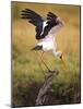 Yellow-Billed Stork Readying for Flight, Maasai Mara, Kenya-Joe Restuccia III-Mounted Photographic Print