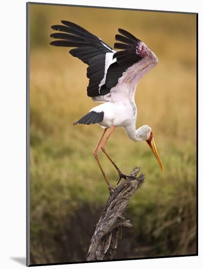 Yellow-Billed Stork Readying for Flight, Maasai Mara, Kenya-Joe Restuccia III-Mounted Photographic Print