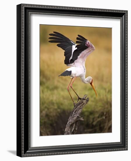 Yellow-Billed Stork Readying for Flight, Maasai Mara, Kenya-Joe Restuccia III-Framed Photographic Print