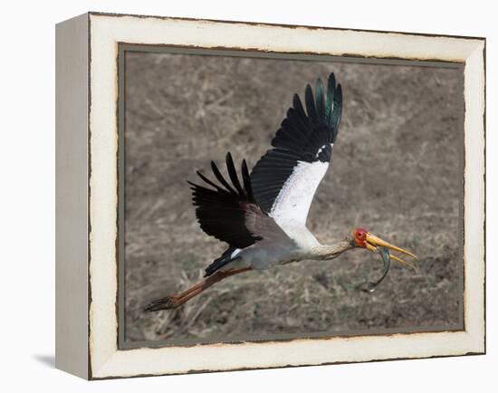 Yellow Billed Stork with Dinne-Scott Bennion-Framed Stretched Canvas