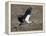 Yellow Billed Stork with Dinne-Scott Bennion-Framed Stretched Canvas