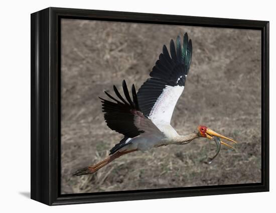 Yellow Billed Stork with Dinne-Scott Bennion-Framed Stretched Canvas