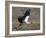 Yellow Billed Stork with Dinne-Scott Bennion-Framed Photo