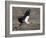 Yellow Billed Stork with Dinne-Scott Bennion-Framed Photo