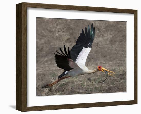 Yellow Billed Stork with Dinne-Scott Bennion-Framed Photo