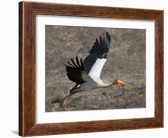 Yellow Billed Stork with Dinne-Scott Bennion-Framed Photo