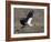 Yellow Billed Stork with Dinne-Scott Bennion-Framed Photo