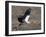 Yellow Billed Stork with Dinne-Scott Bennion-Framed Photo